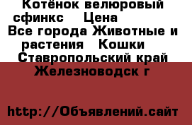 Котёнок велюровый сфинкс. › Цена ­ 15 000 - Все города Животные и растения » Кошки   . Ставропольский край,Железноводск г.